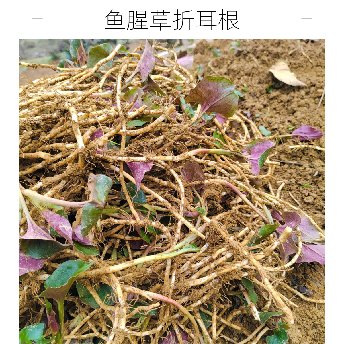 现挖新鲜鱼腥草折耳根蔬菜贵州特产农家凉拌菜现摘嫩芽清热爽口