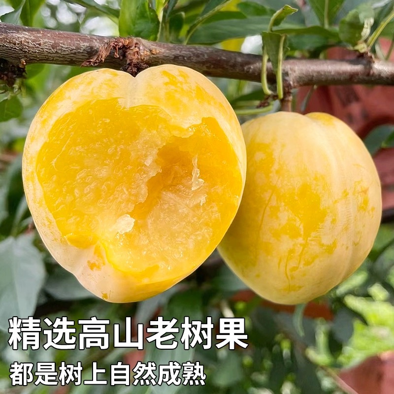 顺丰包邮福建黄金油奈李4.5斤新鲜水果脱骨油奈李