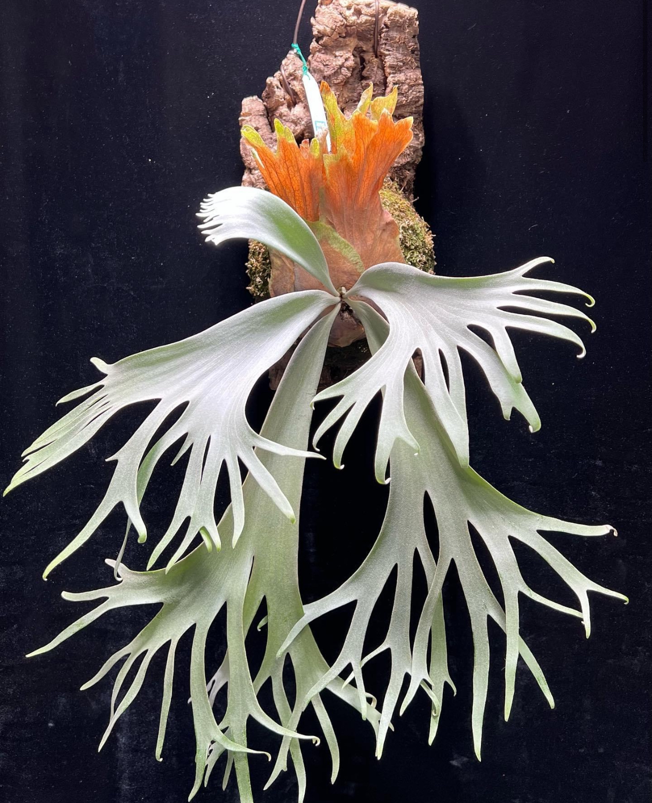 波哥苏丹/波哥/室内装饰墙挂/绿植盆栽