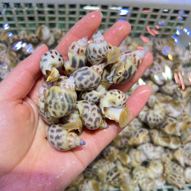 【保鲜不保活】花螺 中号 1斤 保鲜保活尚品海鲜新鲜海鲜海鲜