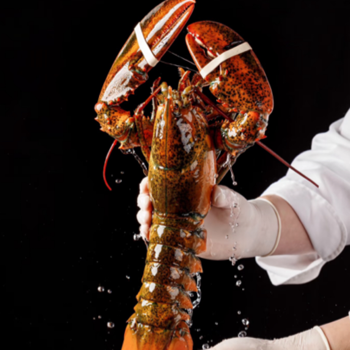 【保鲜不保活】波士顿龙虾2只 1斤左右 鲜活发货