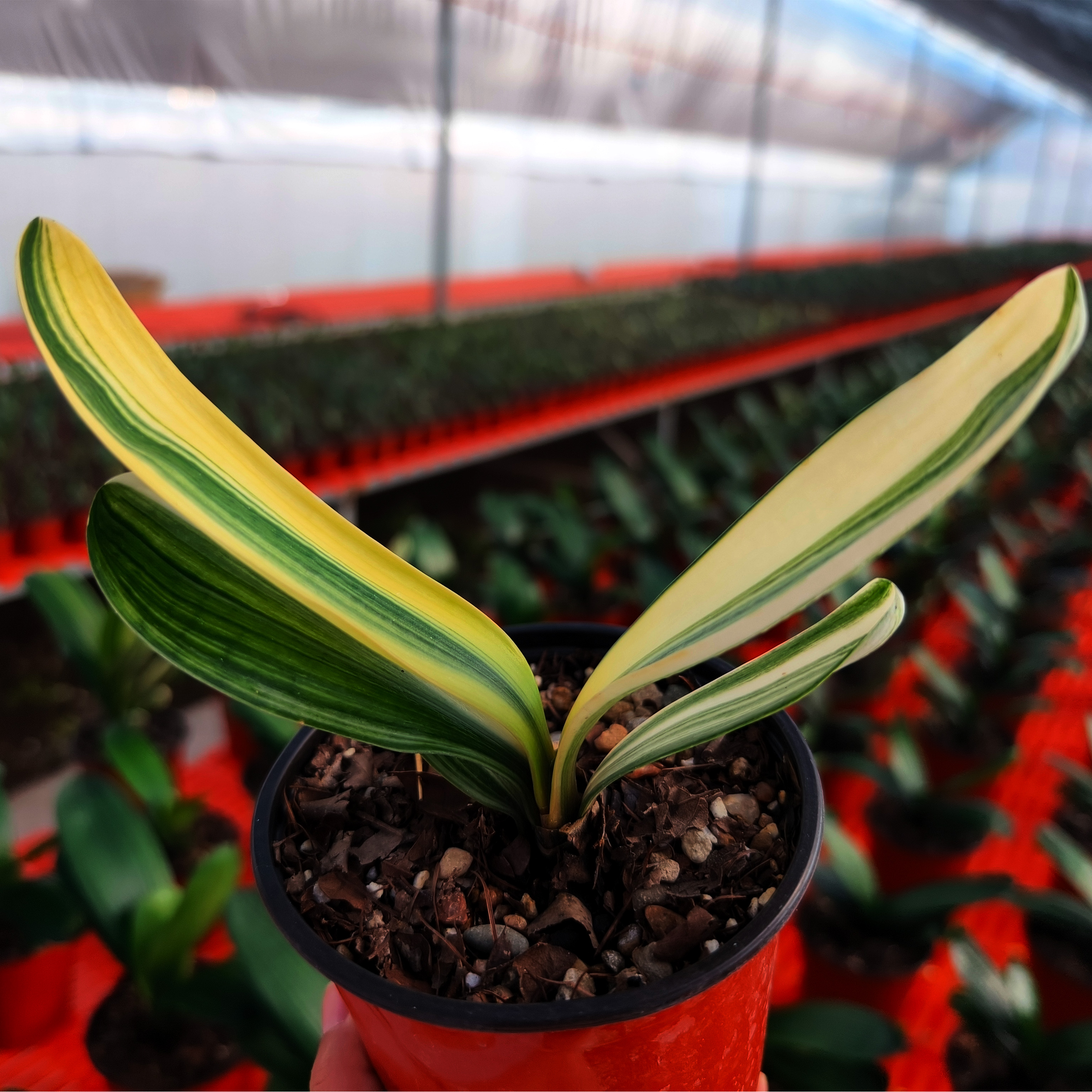 慧心兰苑君子兰100~200元请选择此链接