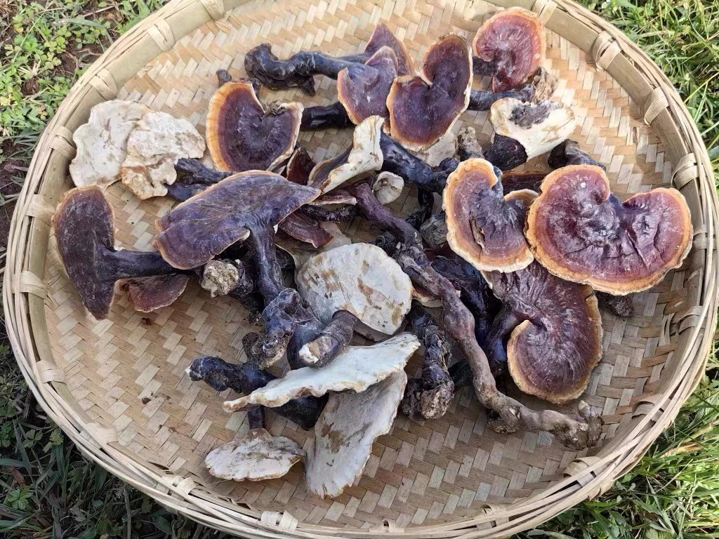 云南现收山货土特产白、肉芝菌250g/500g