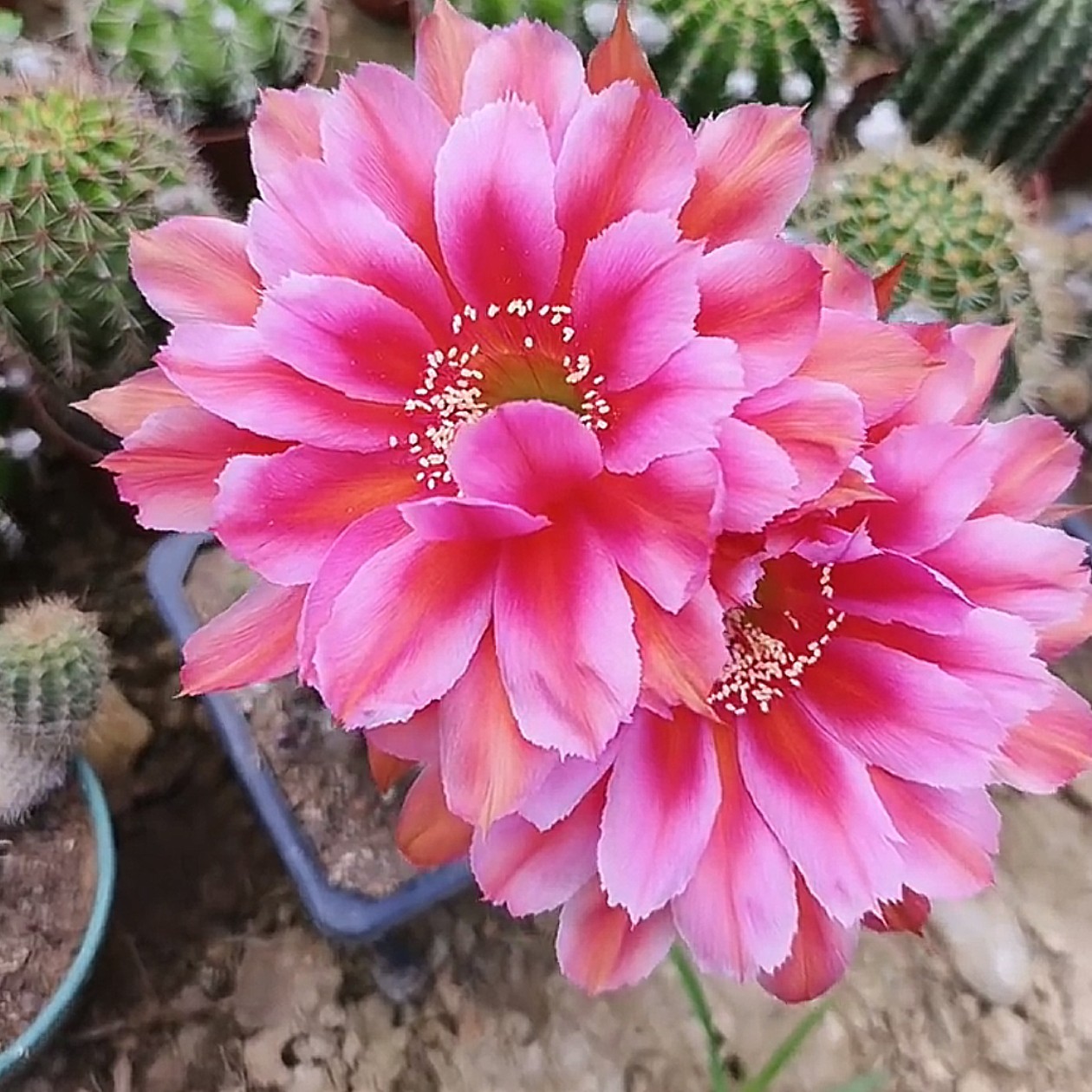 彩草实物花色，尺寸以直播间展示为准，满18包邮，偏远地区不包邮！