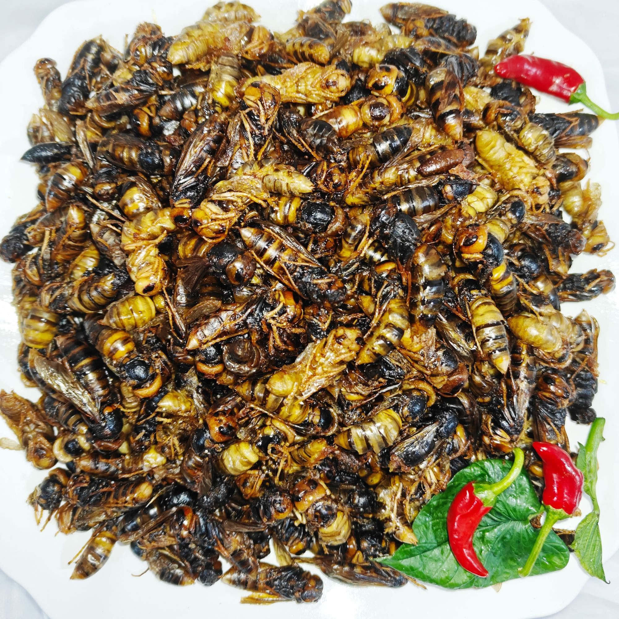 油炸4级金环虎头蜂蛹