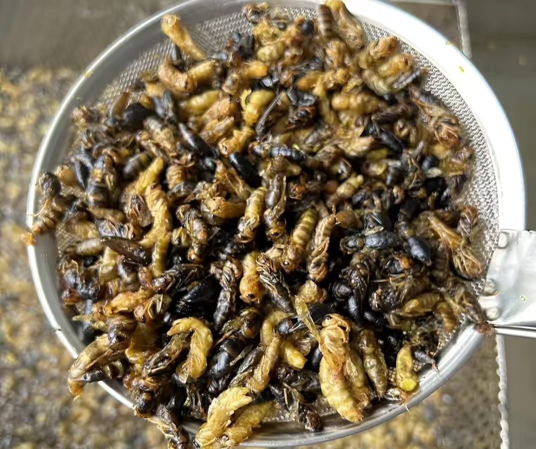 树蜂4级油炸小黄小黑一斤装