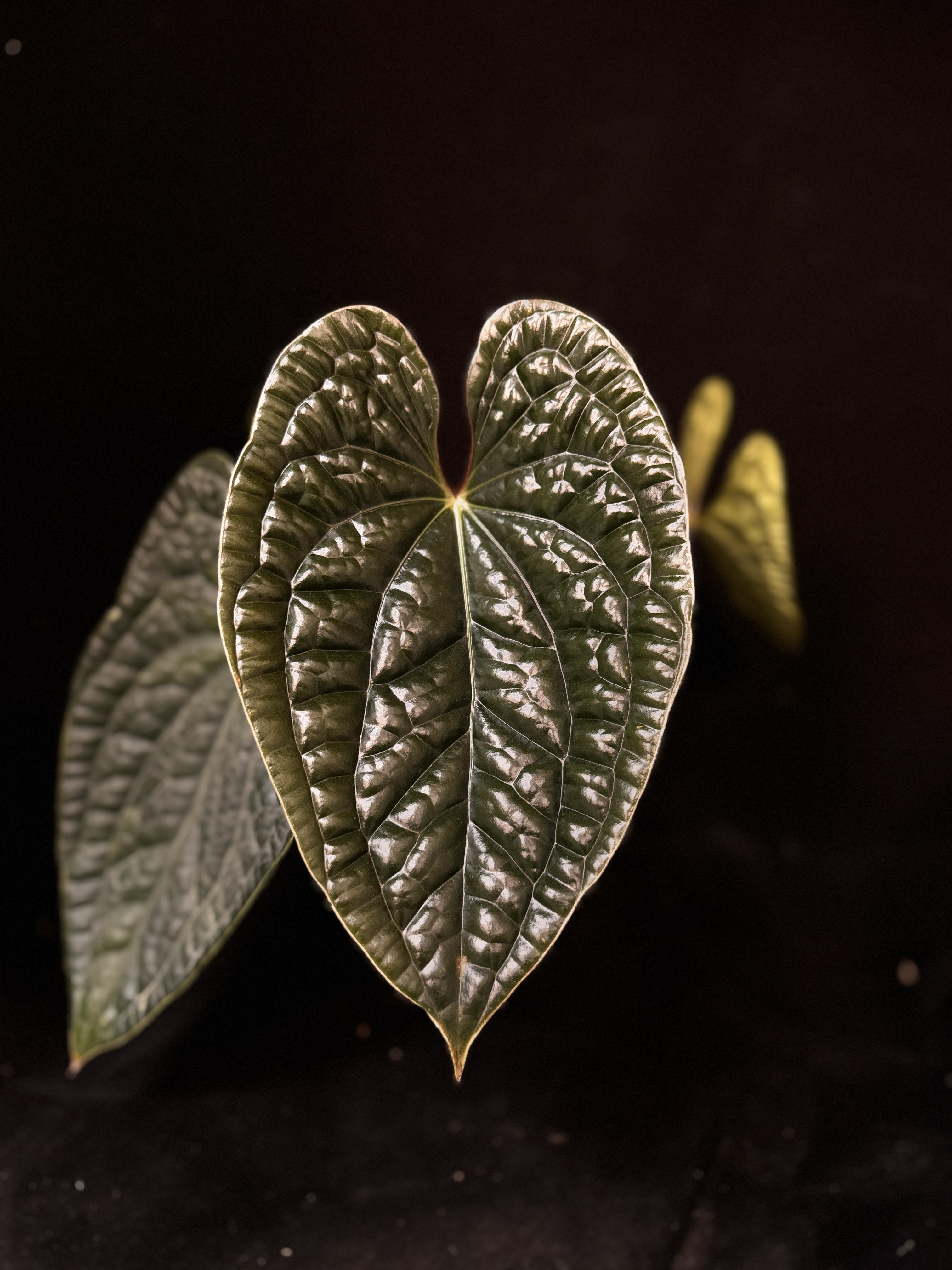 悠活直播一物一拍专拍  进口高档趣味盆栽花烛 室内装饰观叶植物