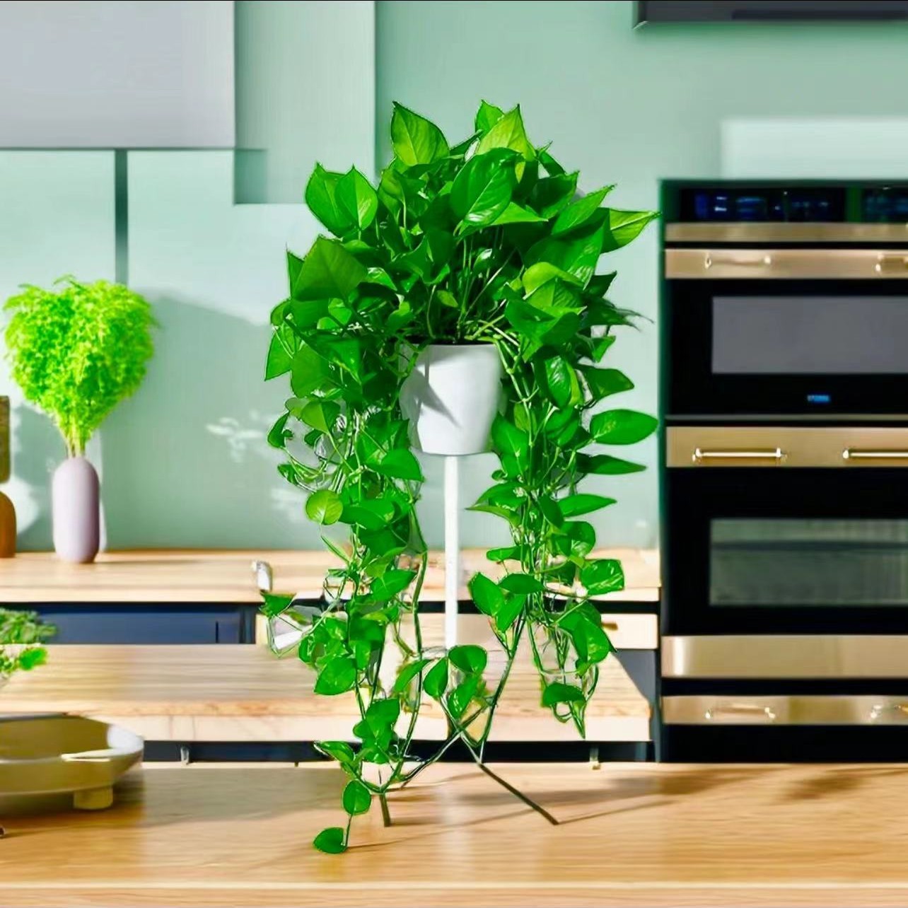 壁挂长藤绿萝垂吊室内盆栽吊兰 稀有长藤窗台绿萝