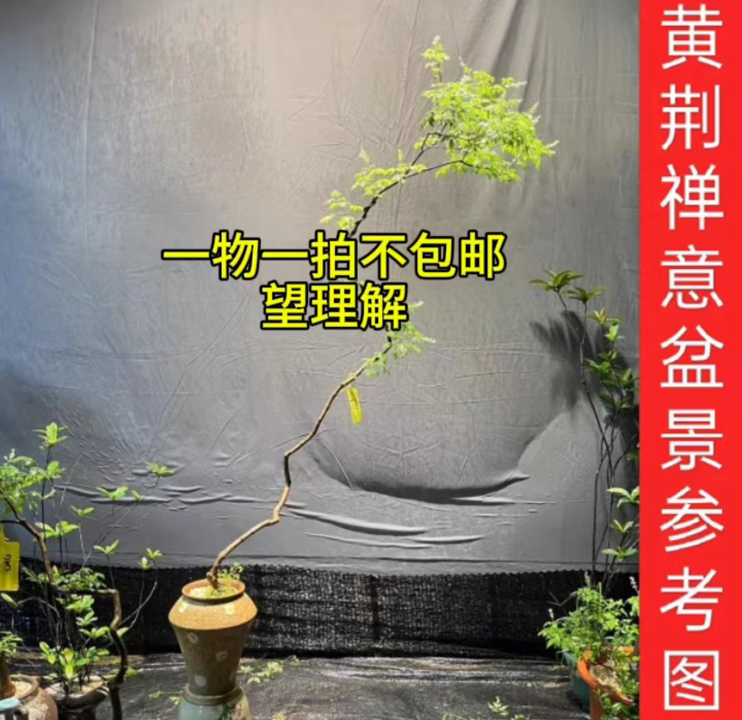 黄荆一物一拍天然造型盆景不包邮