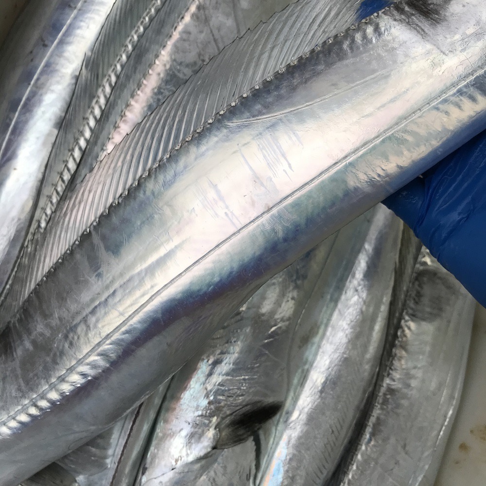 【A大大带鱼】四指半1斤左右/条 新鲜速冻顺丰冷链 无冰衣 净重5斤 