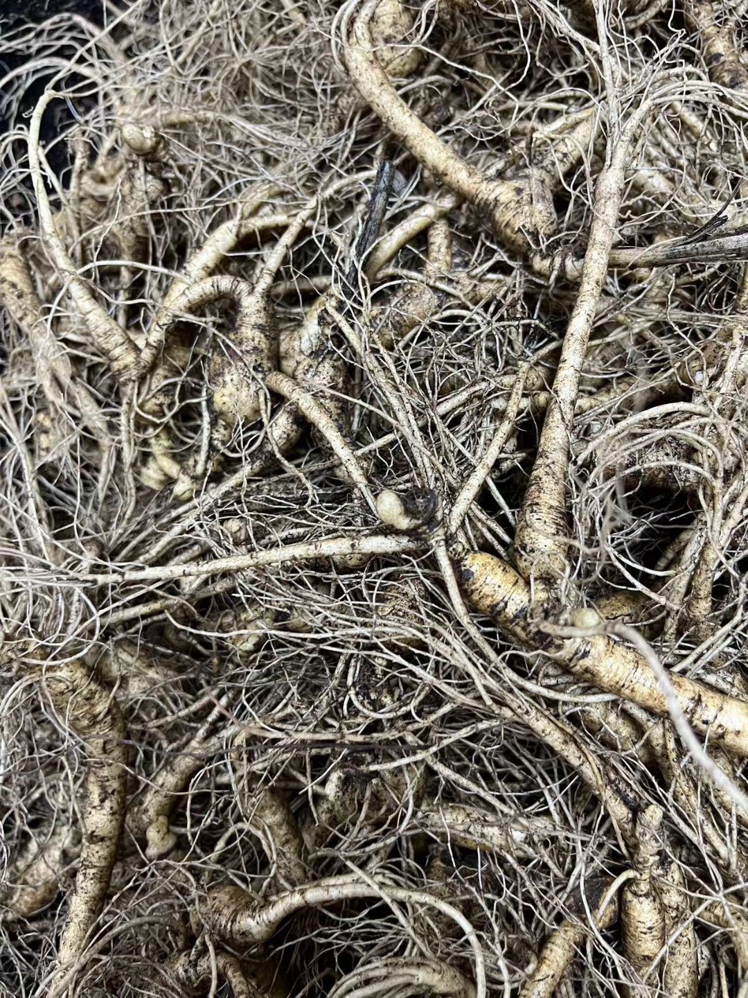 长白山新鲜带土林下参500克（看好下单鲜货不退换）