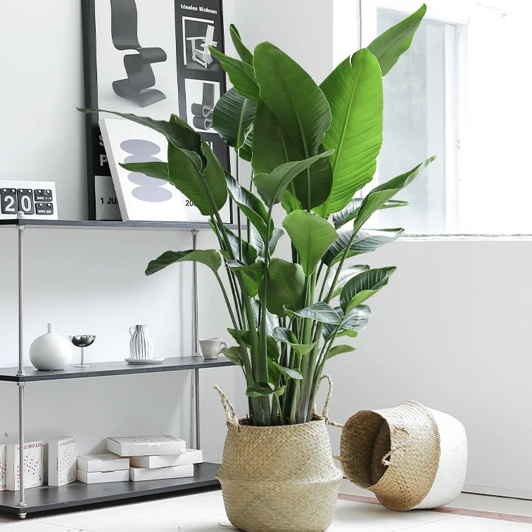 天堂鸟绿植客厅大型植物盆栽室内大叶禄植花卉办公室四季常绿好养