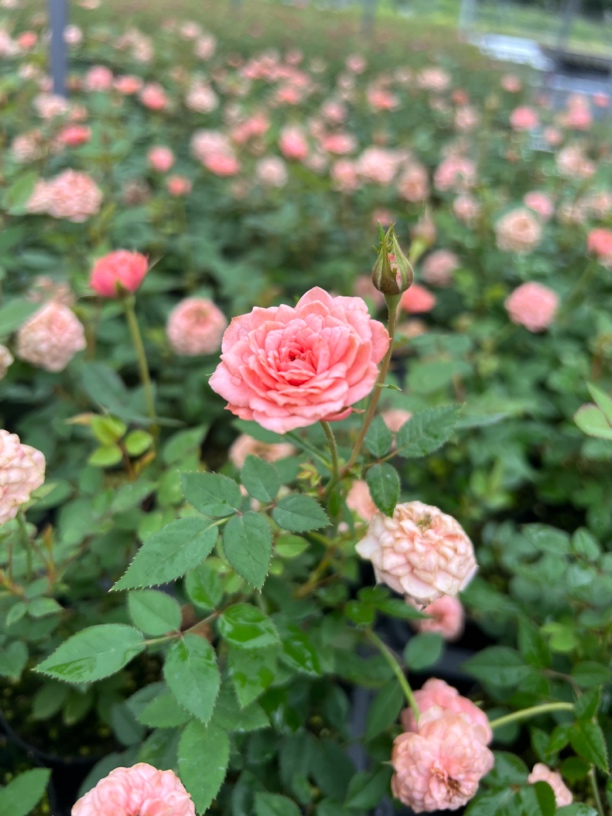 微月新品粉红月季扦插小苗勤花爆花多头四季开花好养易活小盆栽