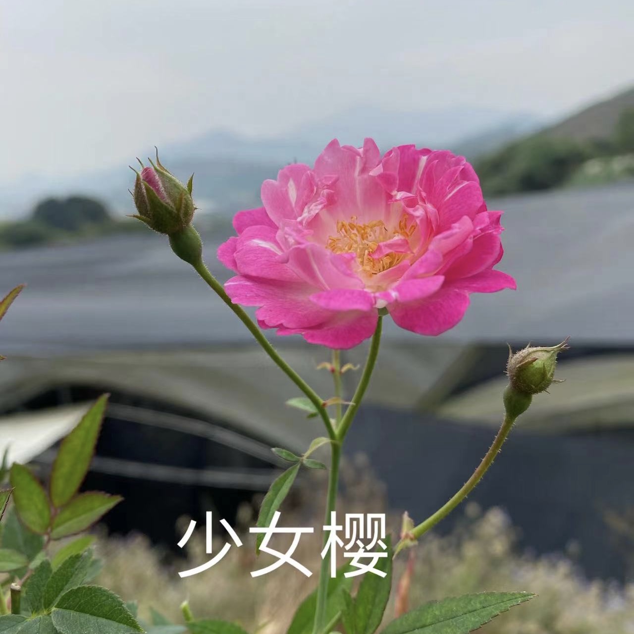 少女樱微月好养易活勤花带花苞花卉绿植小盆栽四季开花办公桌阳台