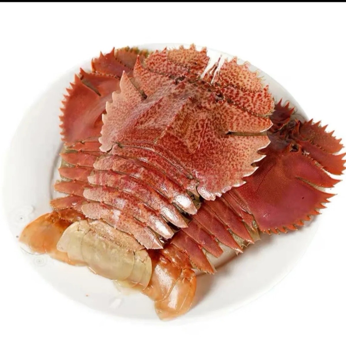 东海台州经典鲜香海鲜琵琶虾（充氧活发 包鲜不包活）1000-1500g