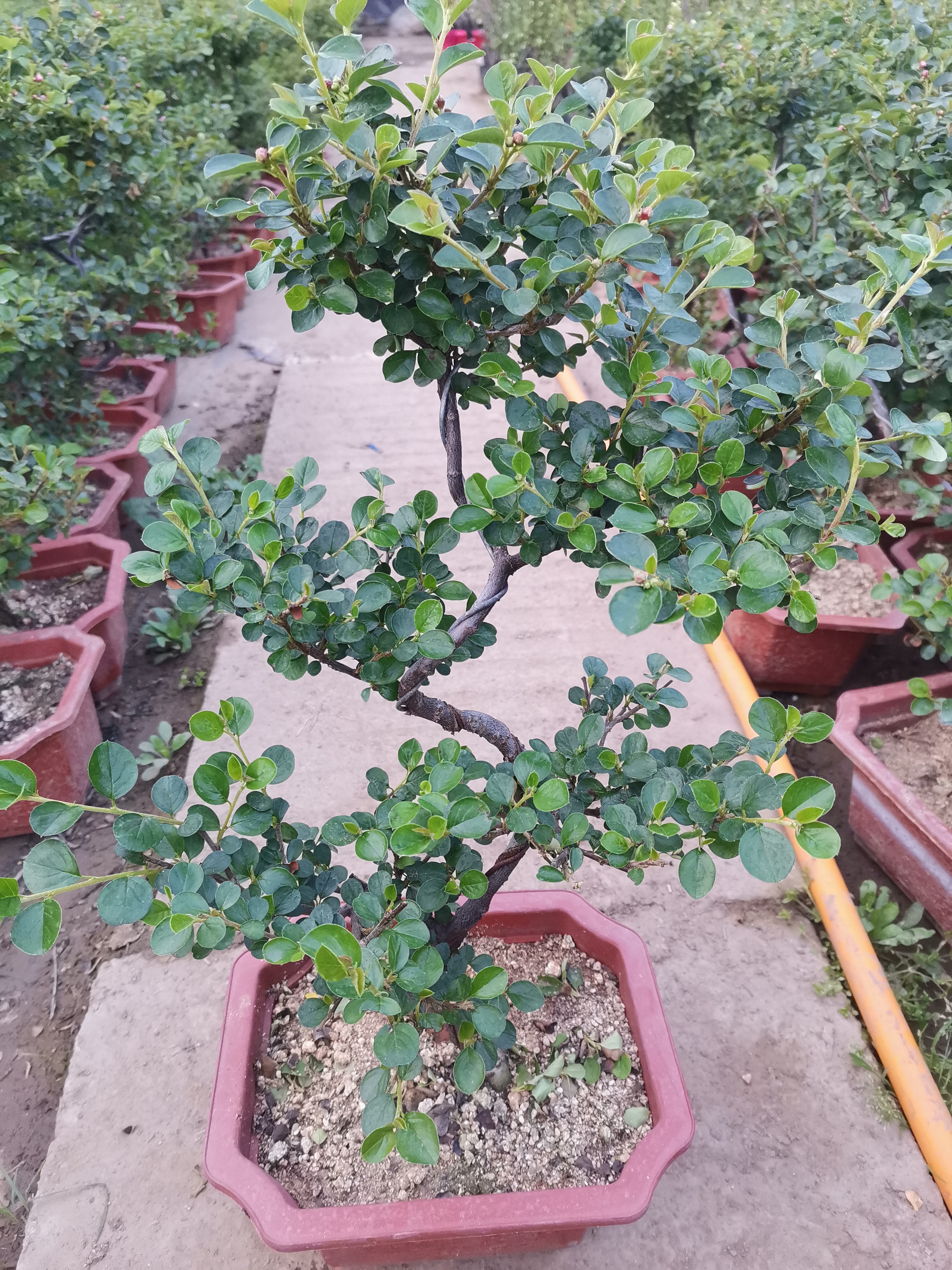 珍珠梅红花荀子造型盆景