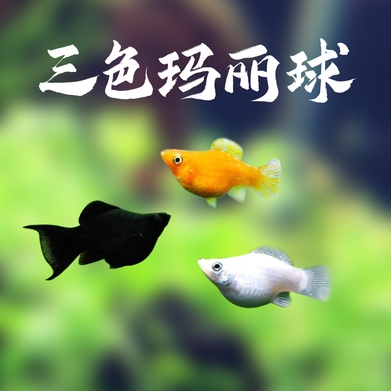 三色玛丽球皮球茶壶球体玛丽鱼活体小型热带淡水观赏鱼新手好养