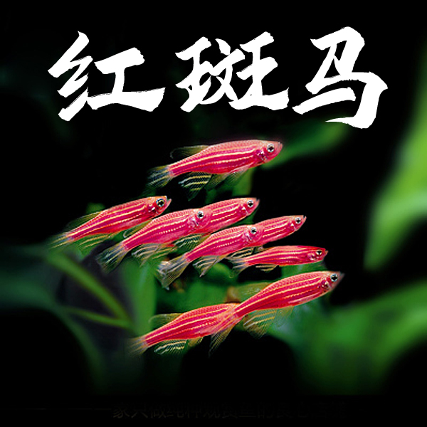 斑马鱼活体淡水观赏鱼新手好养易活七彩糖果斑马斑马小型热带观赏
