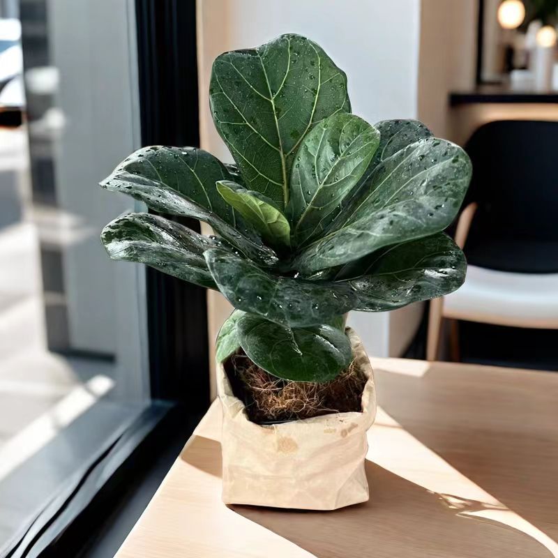 精选北欧风好养不死的白玉虎皮兰琴叶榕玛丽安袖珍椰子橡皮树包邮