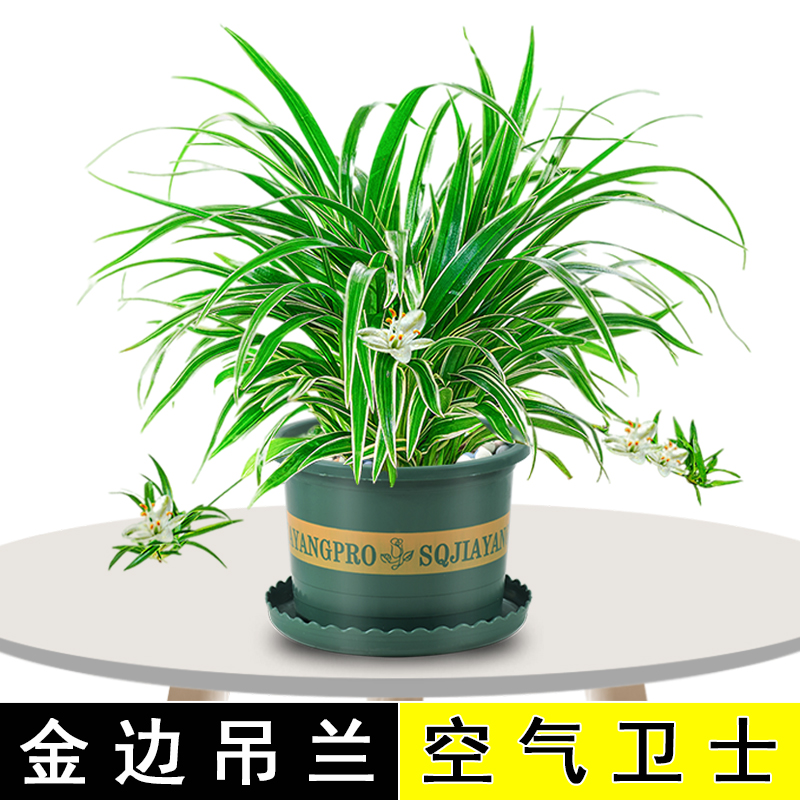 金边吊兰盆栽室内植物垂吊油画婚礼金心青叶吊兰花四季绿植吸甲醛