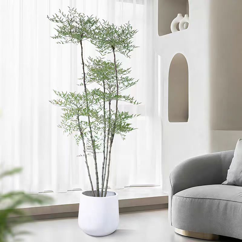 优雅南天竹百合竹春绿冬红观叶赏花结果室内室外植物细叶棕竹绿植