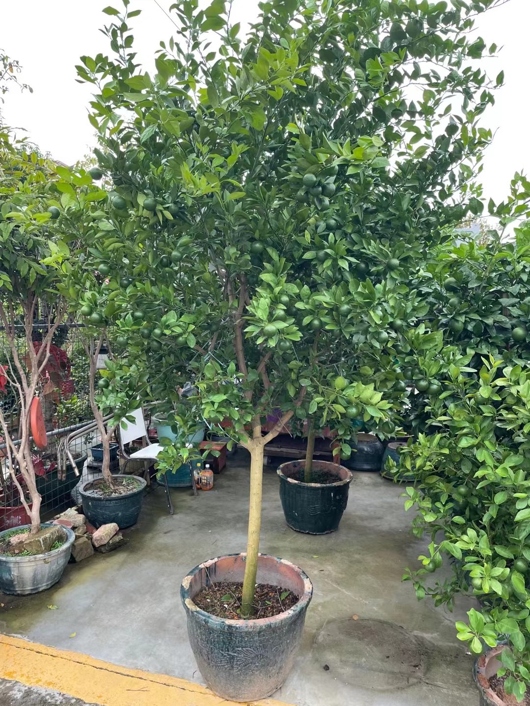 高端果树苗一物一拍链接大树绞杀榕金丝楠木