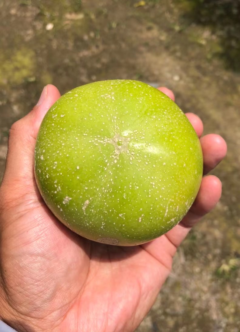 文林果园推荐的高端果苗 四季品牌 好吃到上瘾 一物一拍链接