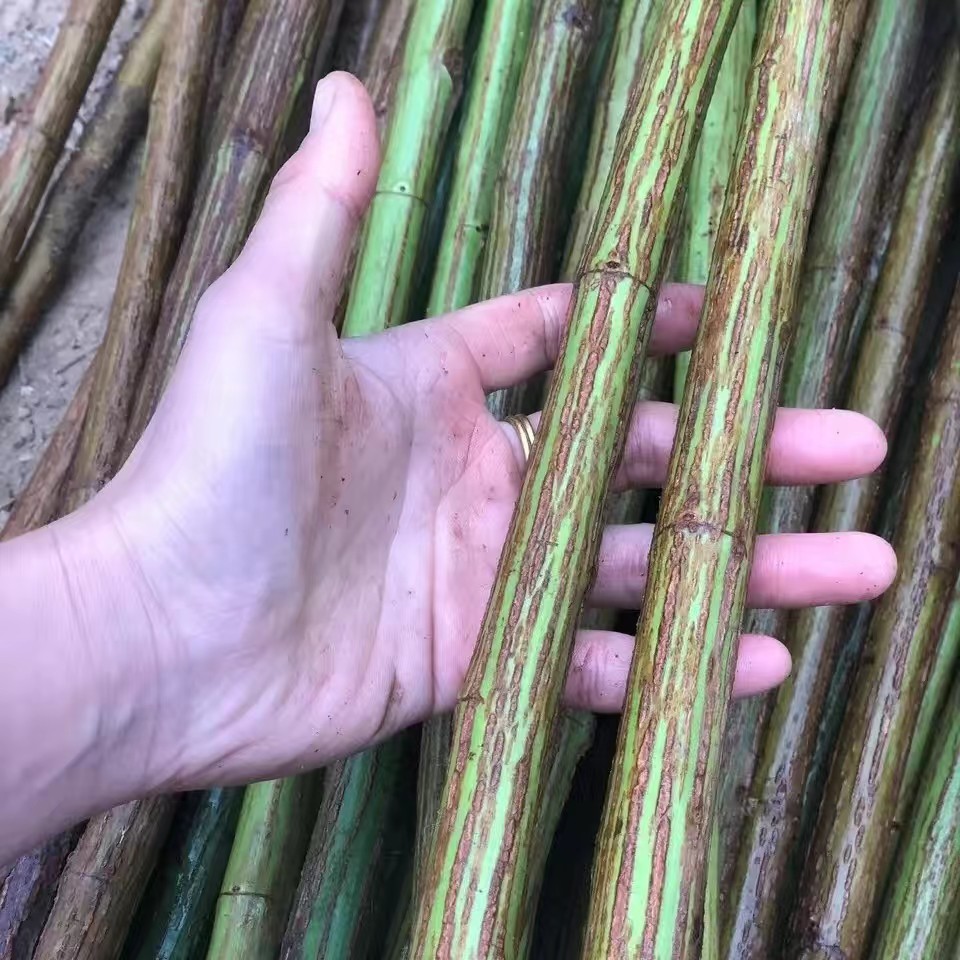 无刺蔷薇杆子带根嫁接月季砧木山木香刺梨金樱子蔷薇老庄