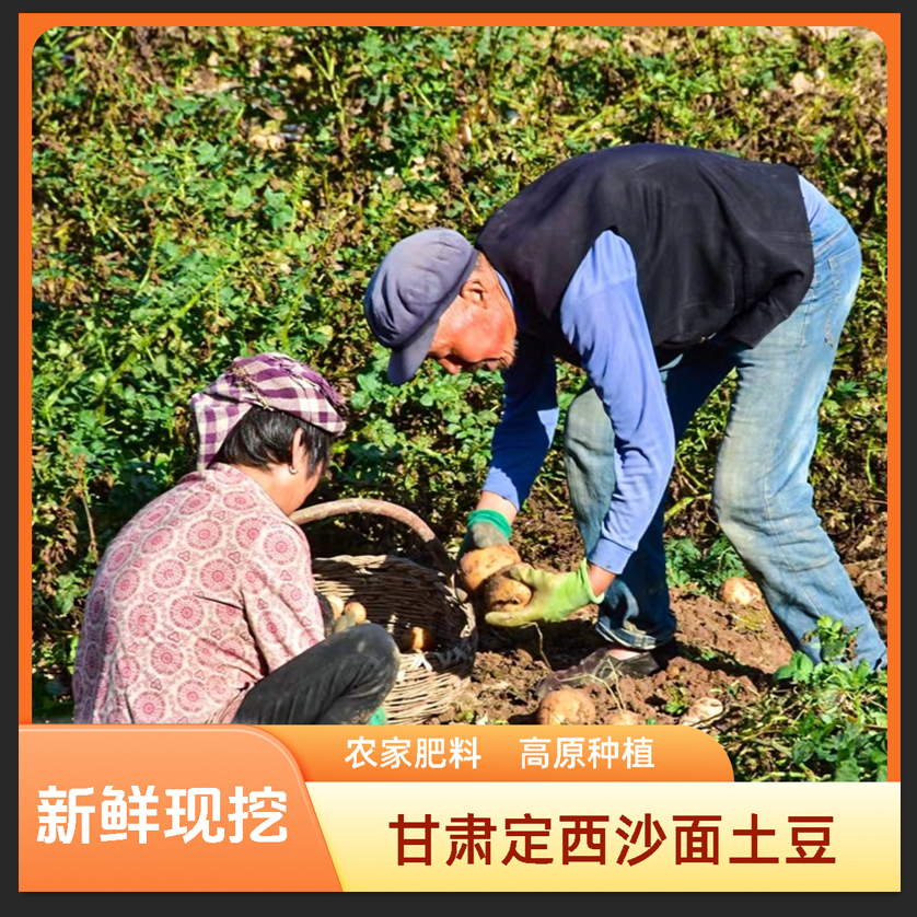 2024年甘肃定西绿色农家种植沙面黄心精选皮薄土豆新鲜现挖包邮