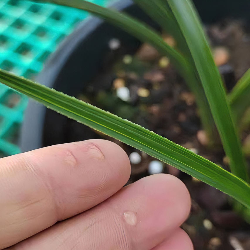 兰花蕙兰精品蕙兰顺丰包邮