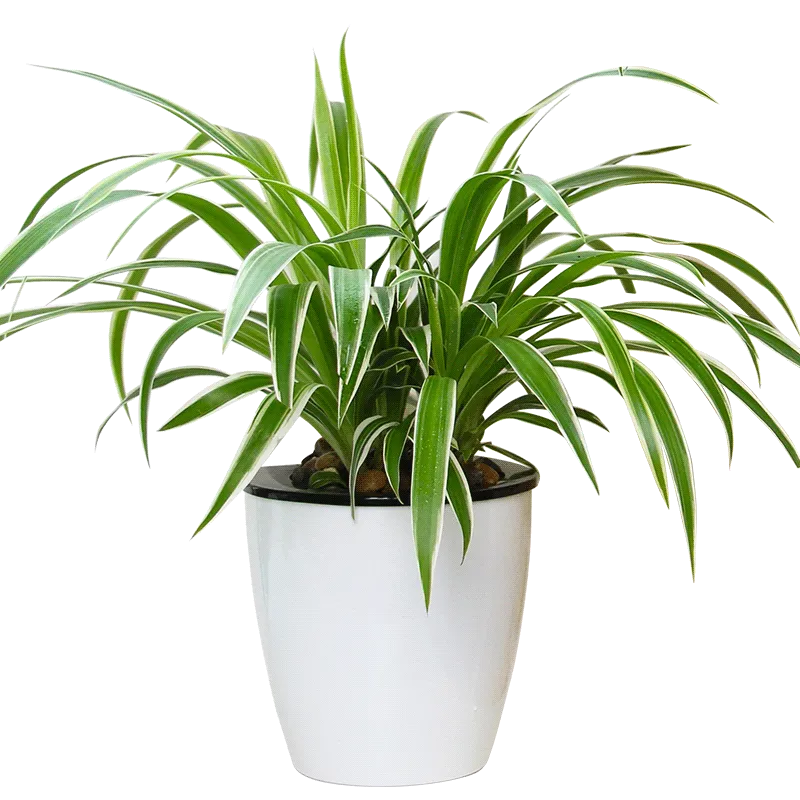 花卉精品花卉顺丰包邮