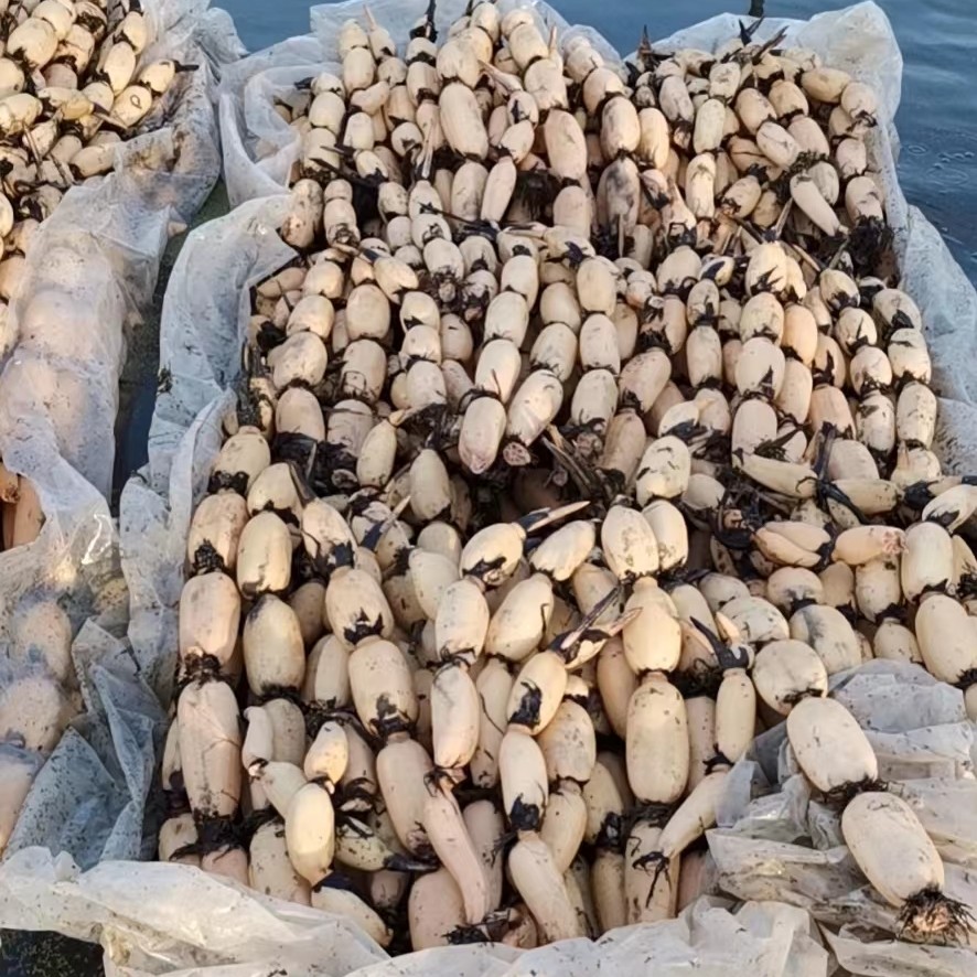 稻田浅水藕种苗白莲藕种藕深水藕苗脆藕粉藕高产食用莲藕种苗种根