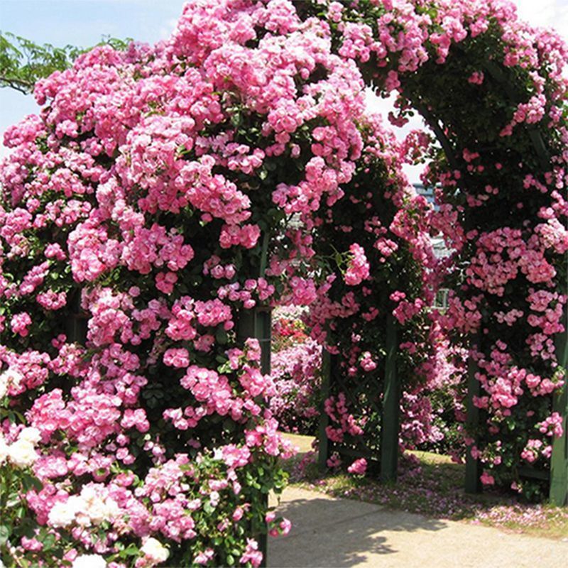 蔷薇花种子四季播爬藤月季玫瑰爬墙高手开花不断花园庭院花卉