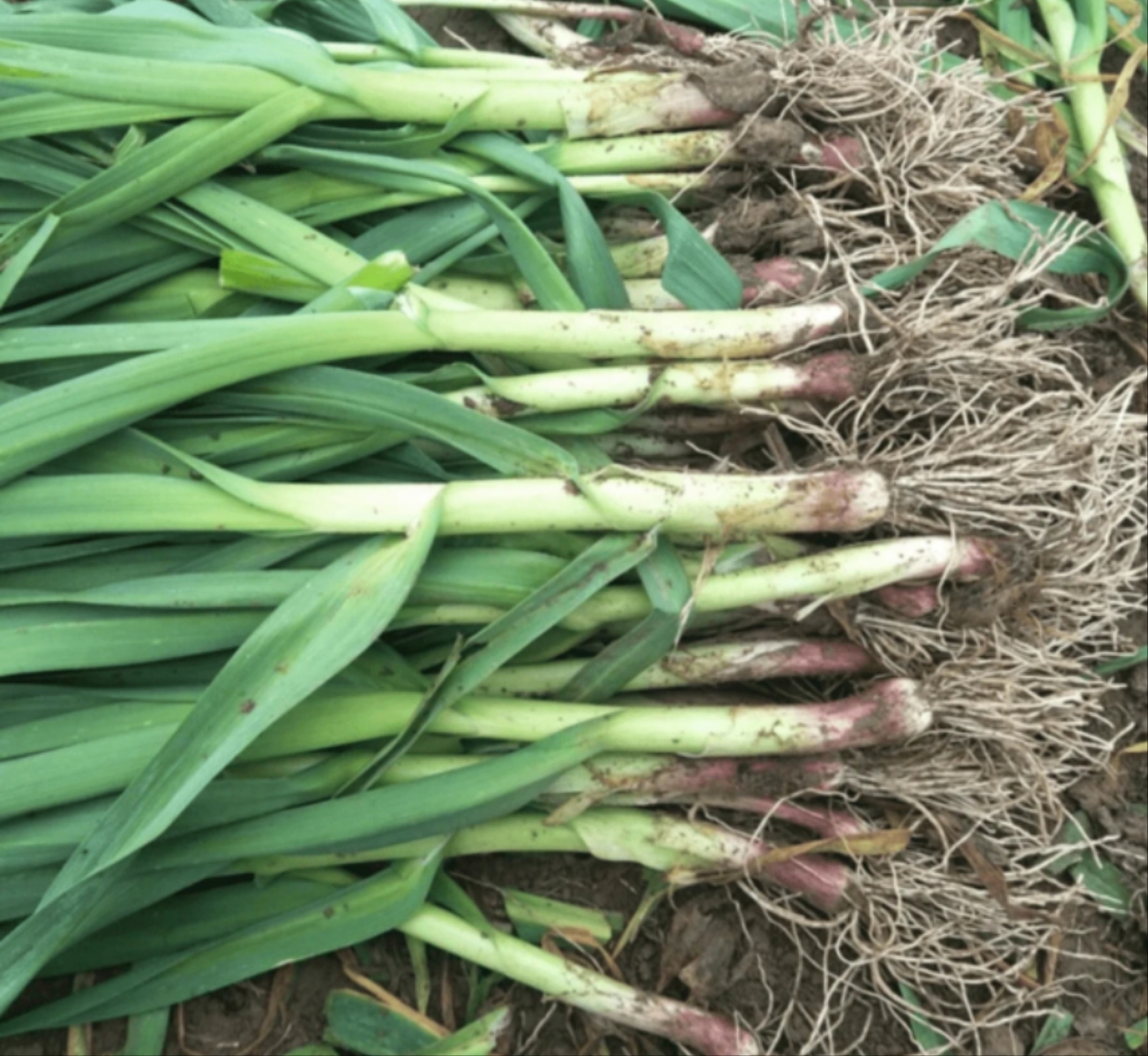 贵州农户露天种植新鲜大蒜苗