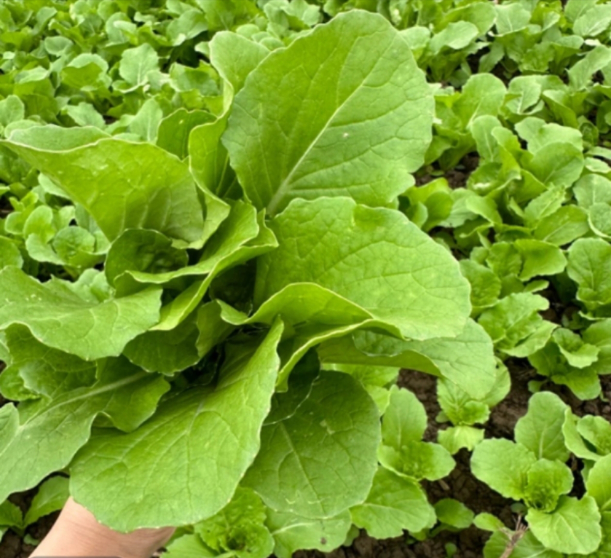 贵州农户家露天种植小白菜苗