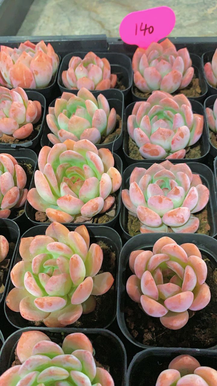 多肉植物精品单头小萌肉