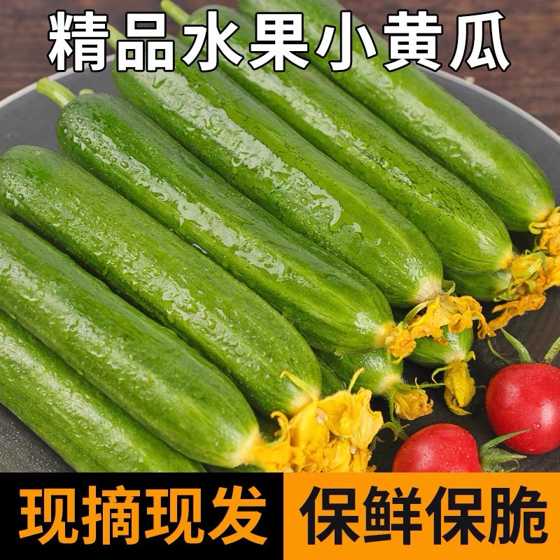 水果黄瓜新鲜水果蔬菜5斤现摘山东生吃凉拌荷兰无刺青瓜3斤5包邮