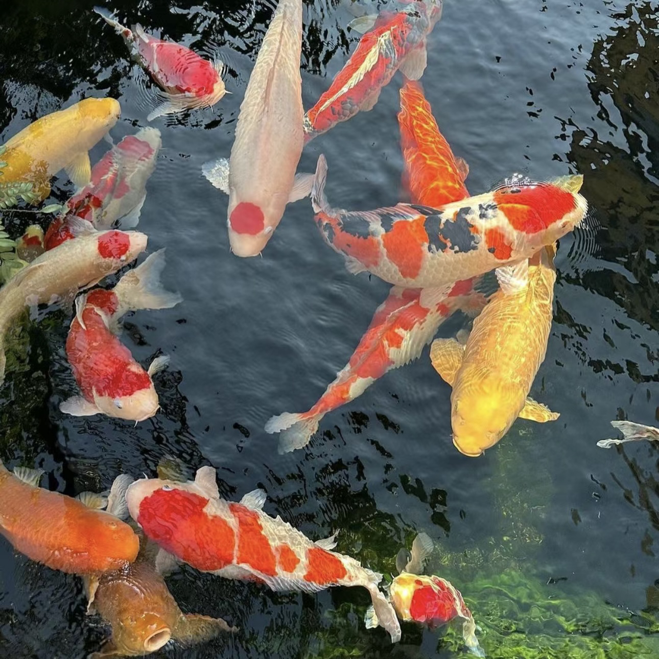 精品锦鲤观赏鱼绯写白写九纹龙