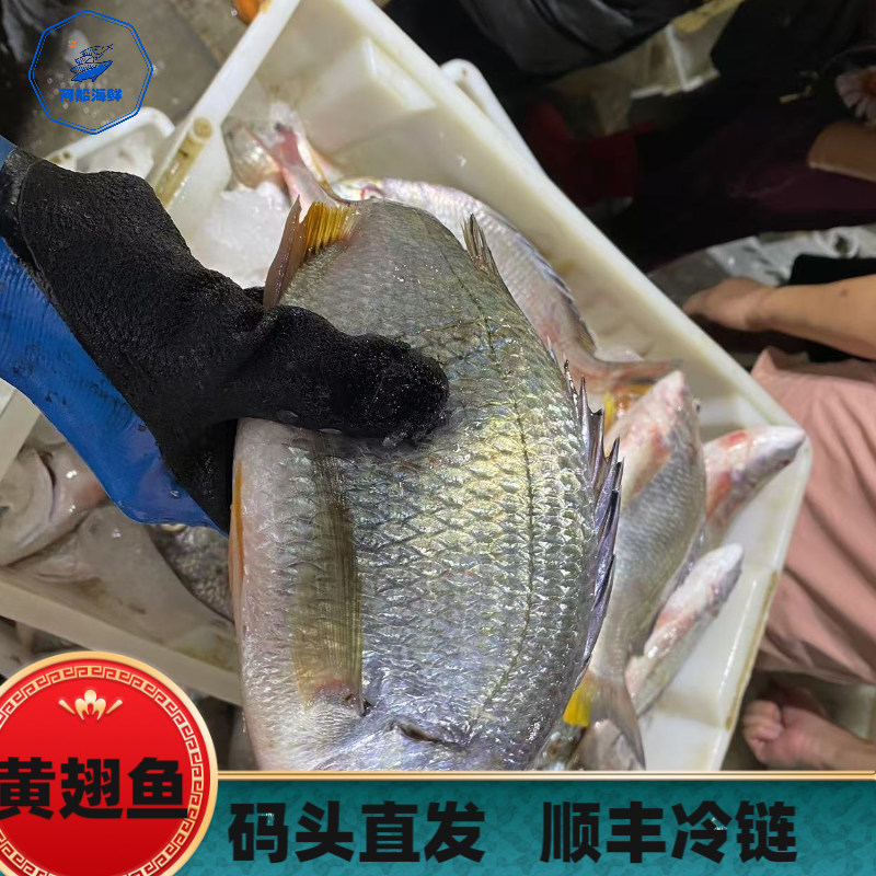 【码头直发】野生黄翅鱼 福建省祥芝港海鲜 顺丰冷链新鲜发货