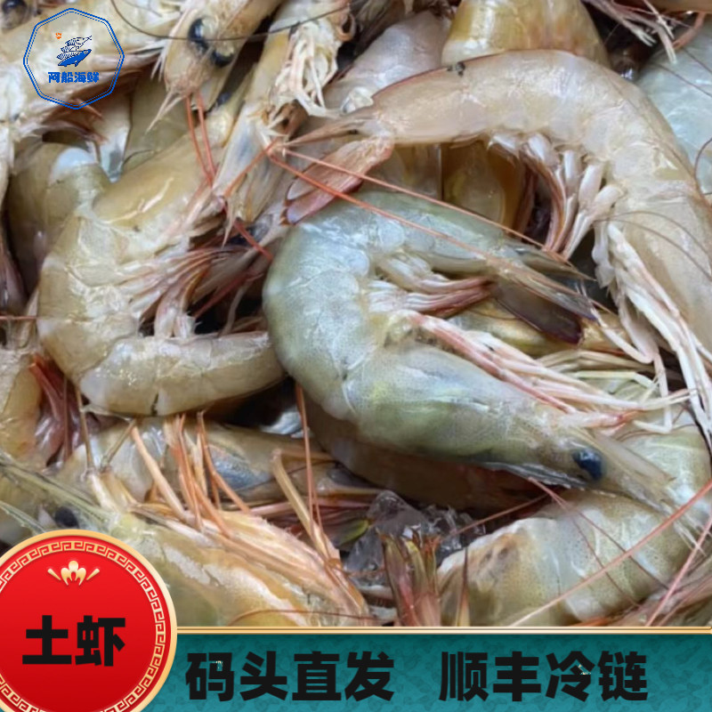 【码头直发】野生土虾 麻虾福建省祥芝港海鲜 顺丰冷链发货