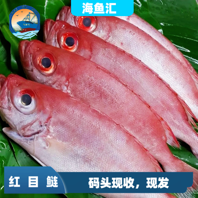 野生红目鲢 福建省祥芝港海鲜 顺丰冷链新鲜发货