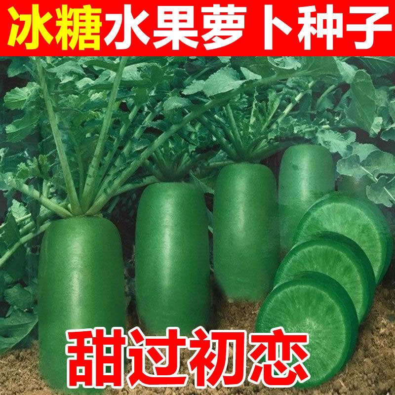 【全场满5元包邮】冰糖水果萝卜种子生吃脆甜农家蔬菜种四季播种