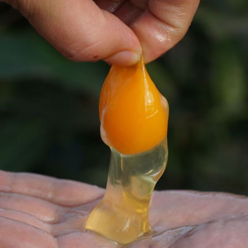 荆州农户香樟树下山林散养土鸡蛋