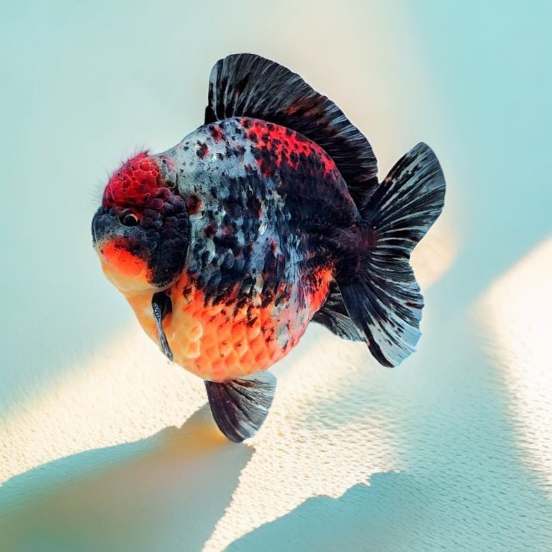 百褶泰狮金鱼淡水鱼