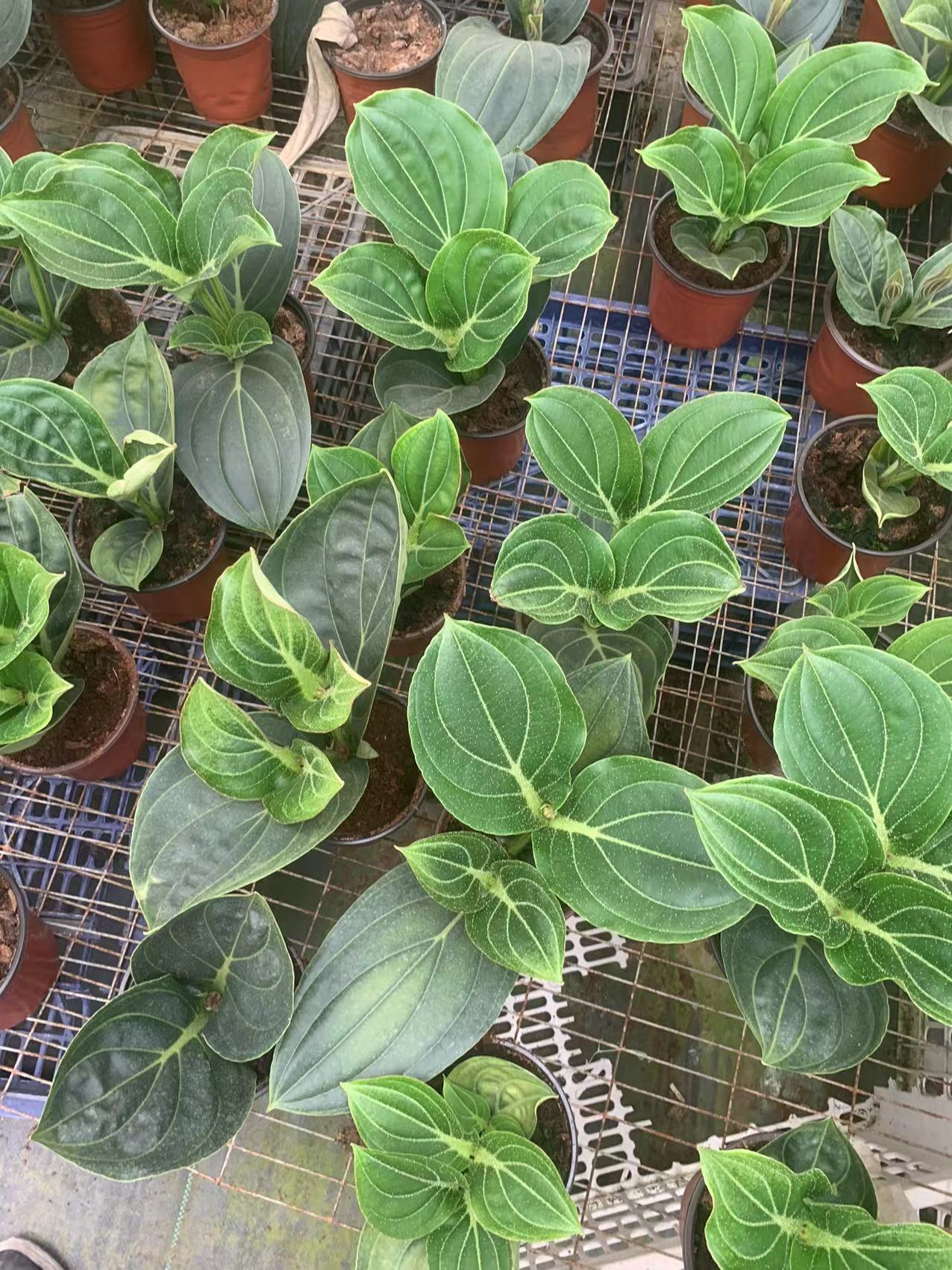 荷兰宝莲灯宝石红 玫红 两层苗 瑕疵尾货 无售后 换盆用泥炭土