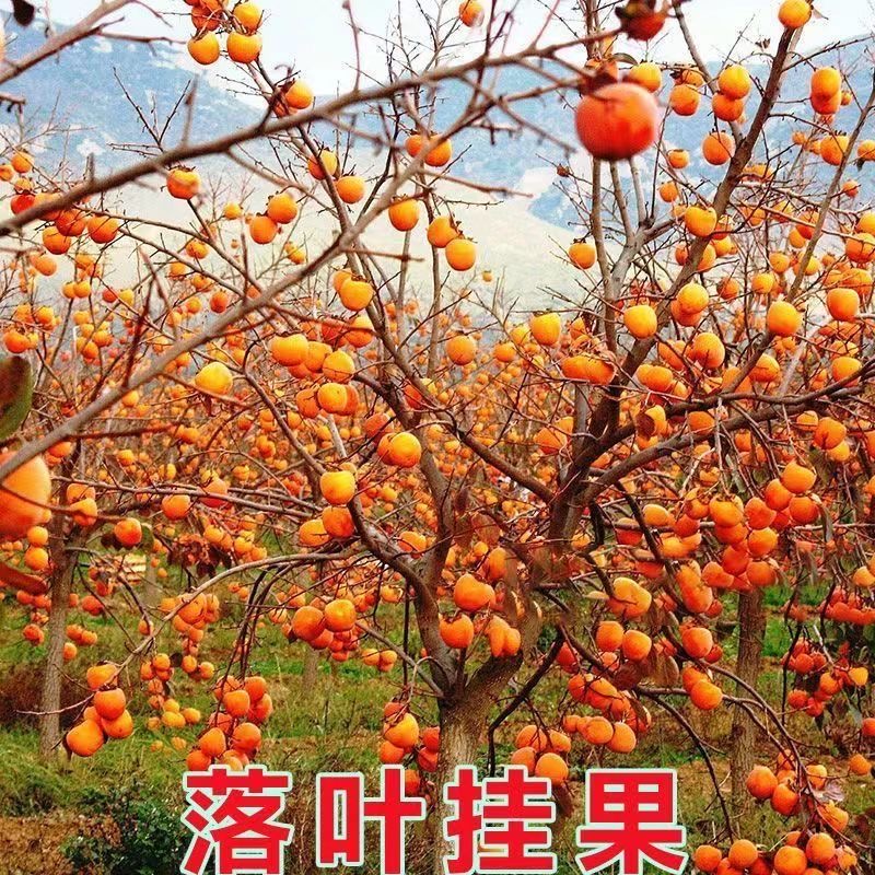【土球发货】柿子树苗盆栽地栽南北方种植脆甜柿子火晶软柿子