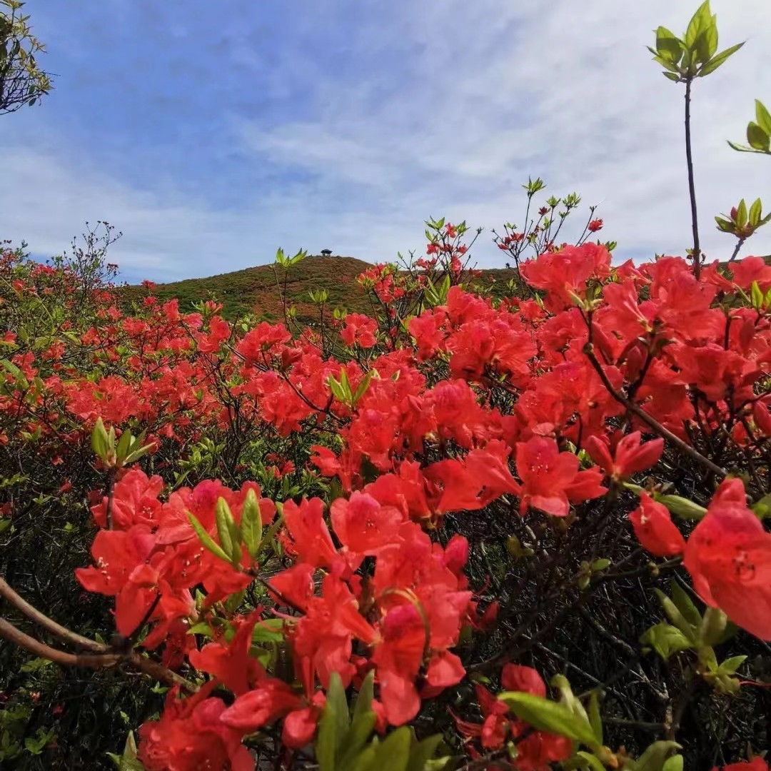 无品牌映山红 映山紫 乌饭 乌饭 赤楠 山松 紫藤 六道木 盆景素材