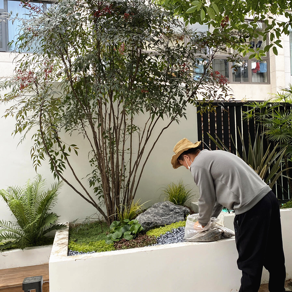 红叶南天竹别墅庭院花园花境天井造景四季不落叶耐寒植物一物一拍