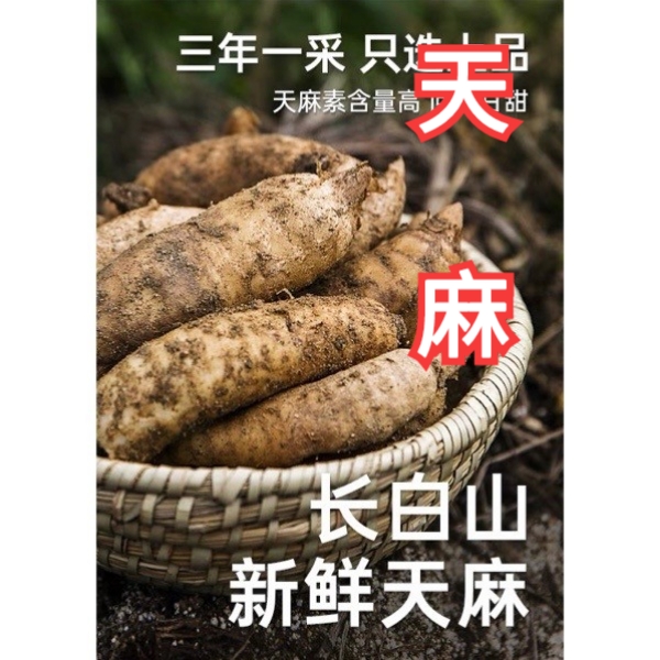 【莫白来推荐】长白山天麻500g包邮