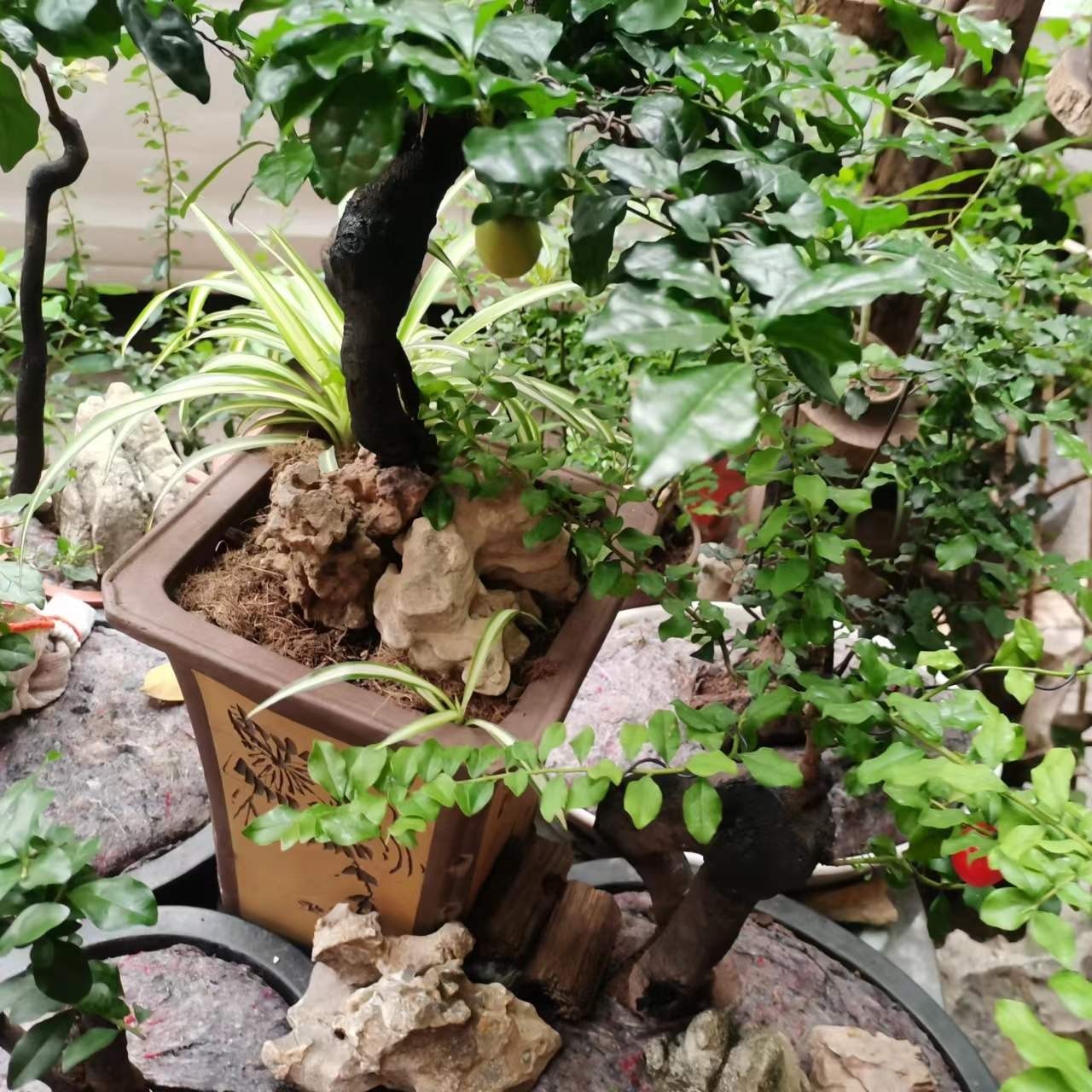 鸿瑞金弹子盆景绿植